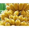 广西香蕉新鲜小米蕉水果包邮香焦小香蕉10斤自然熟当季