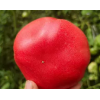 　　山东潍坊普罗旺斯西红柿时令生鲜农家自种沙瓤番茄自然熟生吃水果